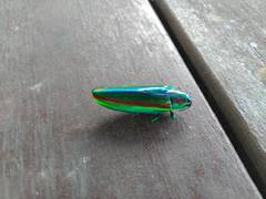 Chrysochroa fulgidissima