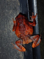 Metaphrynella pollicaris