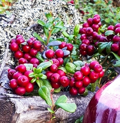 Vaccinium vitis-idaea