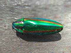Chrysochroa fulgidissima