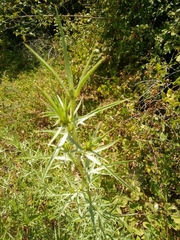 Eryngium falcatum