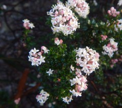 Pomaderris obcordata
