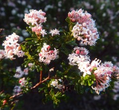 Pomaderris obcordata