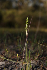 Microtis orbicularis