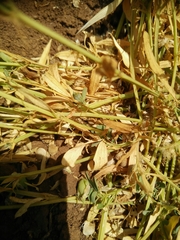 Lathyrus lentiformis