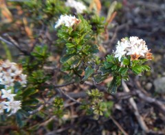 Pomaderris obcordata