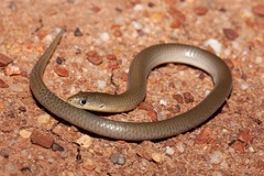 Delma inornata