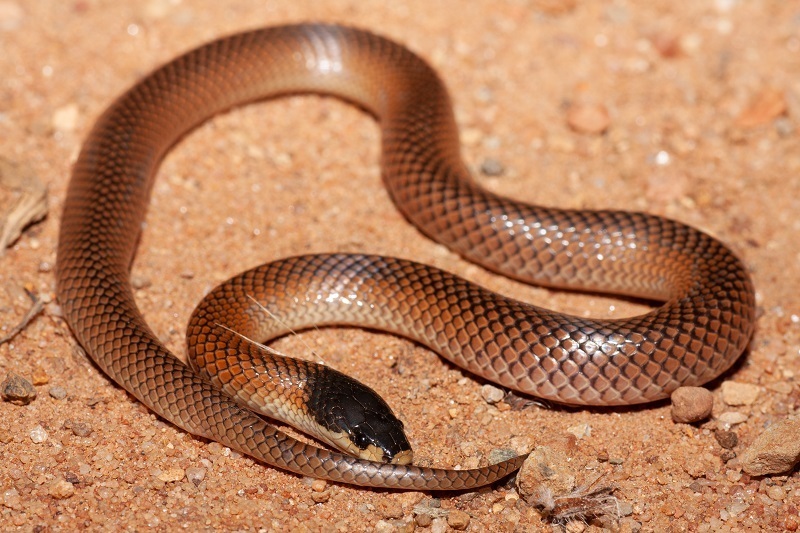 Variable Black-Naped Snake