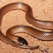 Variable Black-naped Snake - Photo (c) dhfischer, some rights reserved (CC BY-NC), uploaded by dhfischer