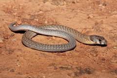 Pygopus schraderi