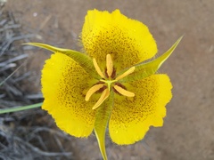 Calochortus weedii weedii