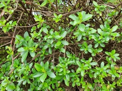 Crataegus berberifolia