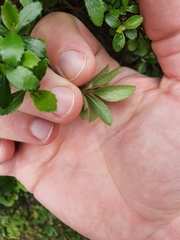 Crataegus berberifolia