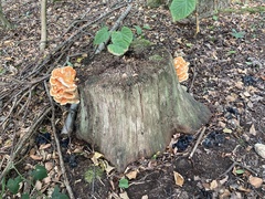 Laetiporus