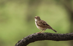 Mirafra erythroptera