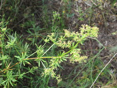 Galium semiamictum