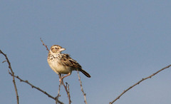 Mirafra erythroptera