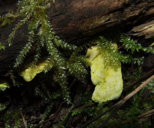 Steccherinaceae image