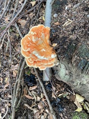 Laetiporus