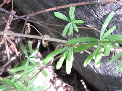 Galium semiamictum