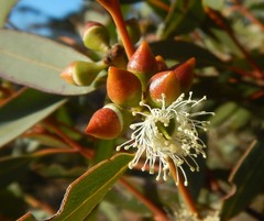 Eucalyptus diversifolia