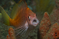 Cyprinocirrhites polyactis