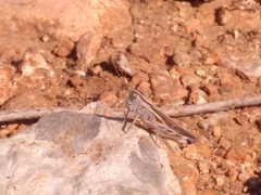 Ramburiella hispanica