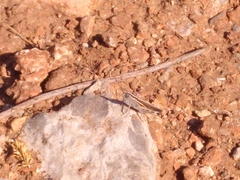 Ramburiella hispanica