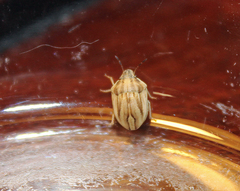 Homaemus parvulus