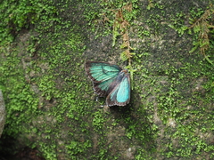 Neozephyrus japonicus