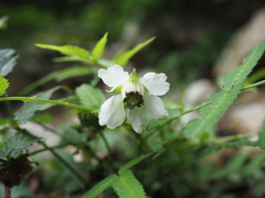 Rubus illecebrosus