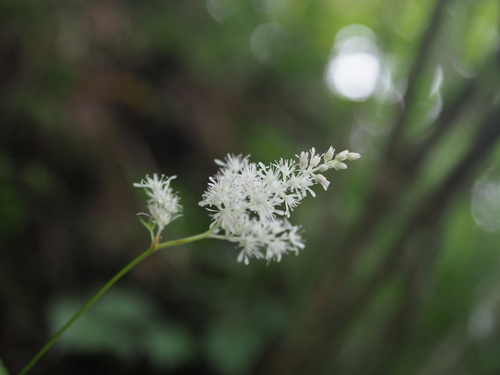 Astilbe thunbergii iNat (1)
