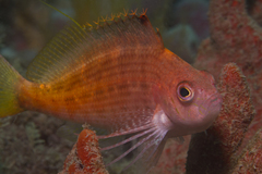 Cyprinocirrhites polyactis