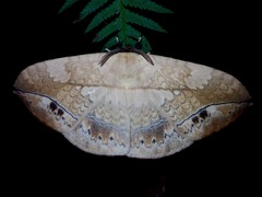 Sphingognatha asclepiades