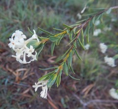 Pimelea stricta