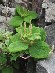 Boehmeria splitgerbera