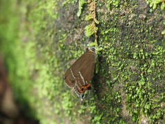 Neozephyrus japonicus