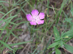 Dianthus campestris