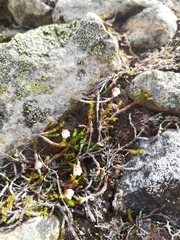 Harrimanella hypnoides