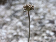 Eriogonum diatomaceum
