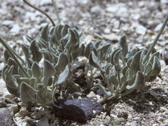 Eriogonum diatomaceum