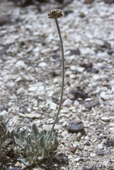 Eriogonum diatomaceum