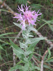 Centaurea jacea substituta