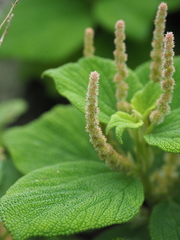 Boehmeria splitgerbera