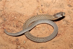 Pygopus schraderi