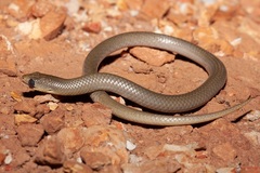 Delma inornata