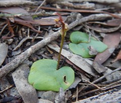 Cyrtostylis robusta