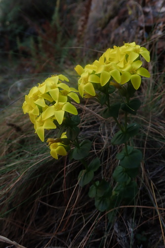 Largeleaf Yellowwort (Sebaea macrophylla)