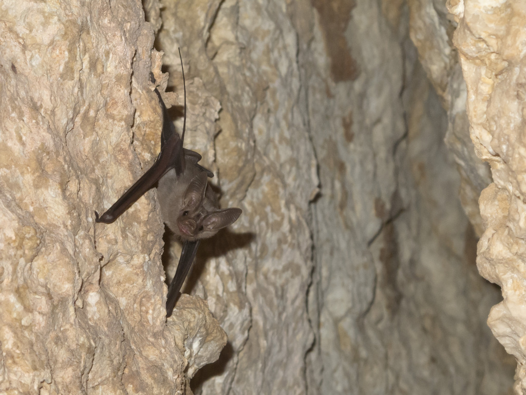 Egyptian Mouse-tailed Bat