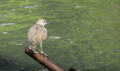 Actitis hypoleucos